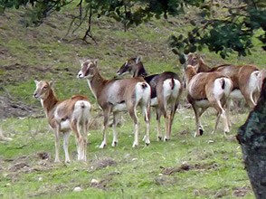 Herd of female Mouflon - Ovis orientalis © John Muddeman